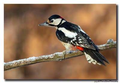 Grote Bonte Specht - Great Spotted Woodpecker