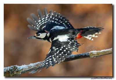 Grote Bonte Specht - Great Spotted Woodpecker