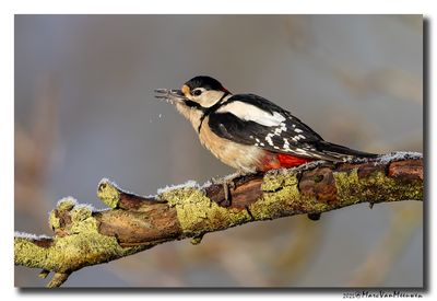 Grote Bonte Specht - Great Spotted Woodpecker