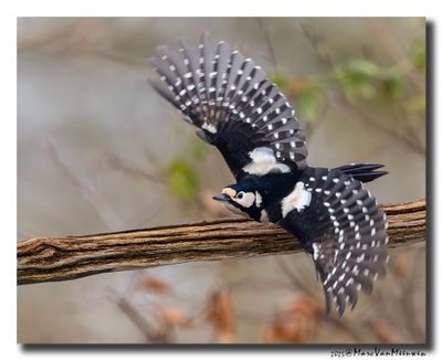 Grote Bonte Specht - Great Spotted Woodpecker