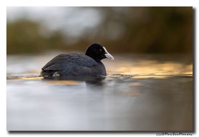 Meerkoet - Coot