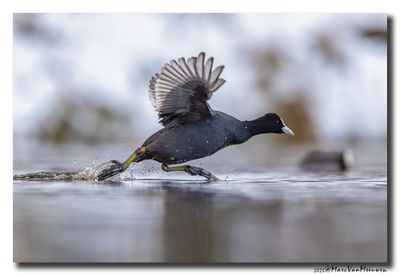 Meerkoet - Coot
