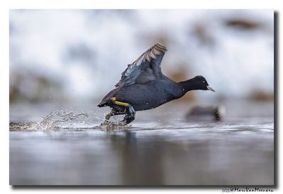 Meerkoet - Coot