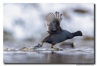 Meerkoet - Coot
