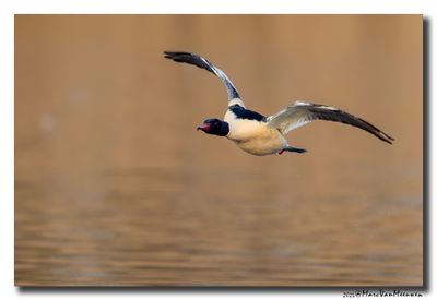 Grote Zaagbek - Goosander