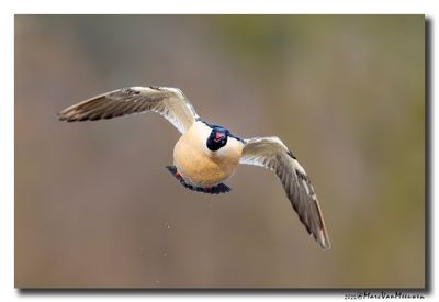 Grote Zaagbek - Goosander