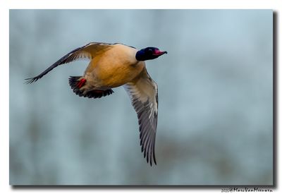 Grote Zaagbek - Goosander