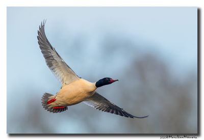 Grote Zaagbek - Goosander