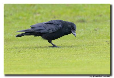 Zwarte Kraai - Carrion Crow
