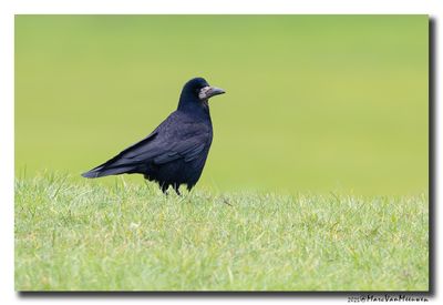 Roek - Rook