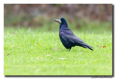 Roek - Rook