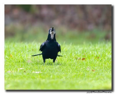 Roek - Rook