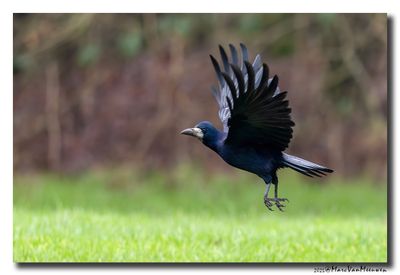Roek - Rook