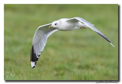 Stormmeeuw - Mew Gull