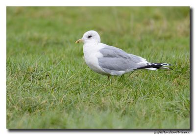 Stormmeeuw - Mew Gull