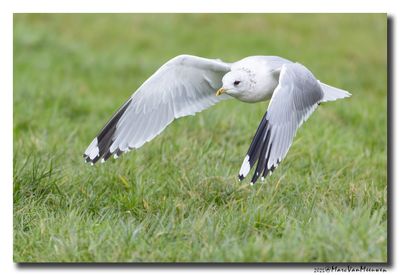 Stormmeeuw - Mew Gull