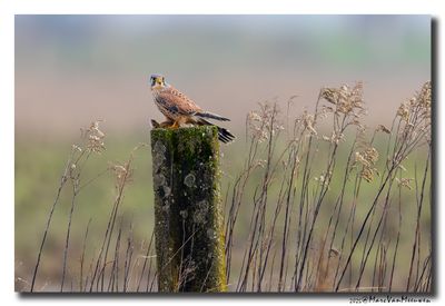 Torenvalk - Kestrel