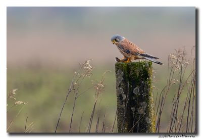 Torenvalk - Kestrel