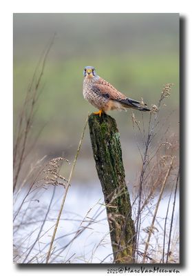 Torenvalk - Kestrel
