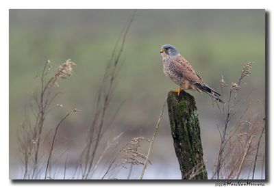 Torenvalk - Kestrel