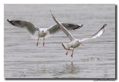 Kokmeeuw - Black-headed Gull
