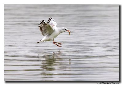 Kokmeeuw - Black-headed Gull
