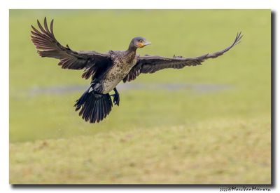Aalscholver - Great Cormorant