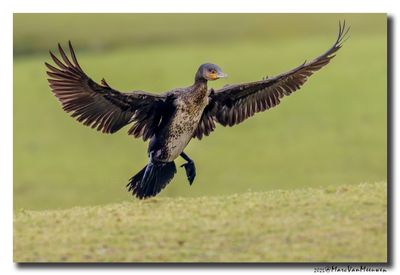Aalscholver - Great Cormorant