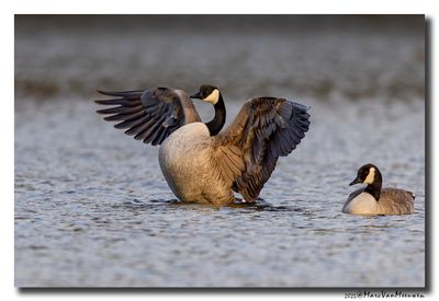 Grote Canadese Gans - Canada Goose