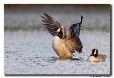 Grote Canadese Gans - Canada Goose