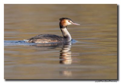 Fuut - Great Crested Grebe
