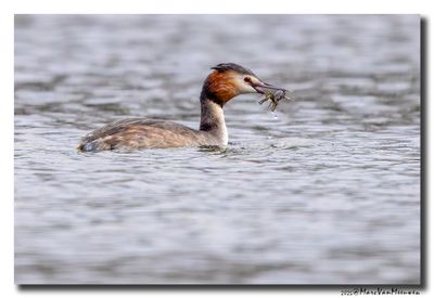 Fuut - Great Crested Grebe