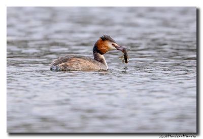 Fuut - Great Crested Grebe