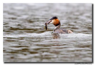 Fuut - Great Crested Grebe