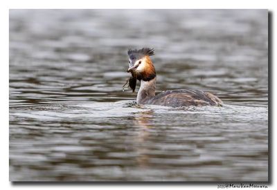 Fuut - Great Crested Grebe