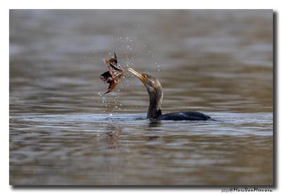 Aalscholver - Great Cormorant