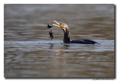 Aalscholver - Great Cormorant