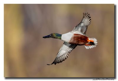Slobeend - Northern Shoveler