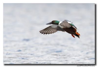 Slobeend - Northern Shoveler