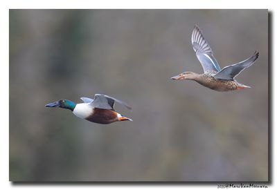 Slobeend - Northern Shoveler