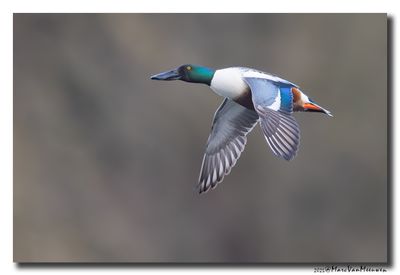 Slobeend - Northern Shoveler 