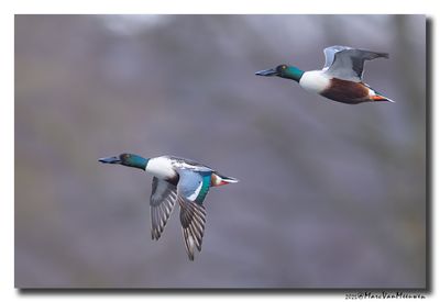 Slobeend - Northern Shoveler
