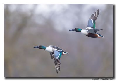 Slobeend - Northern Shoveler