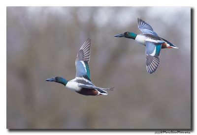 Slobeend - Northern Shoveler