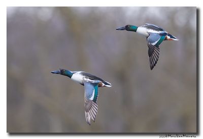 Slobeend - Northern Shoveler