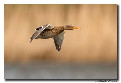 Wilde Eend - Mallard  