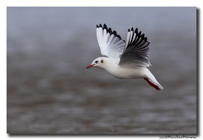 Kokmeeuw - Black-headed Gull 
