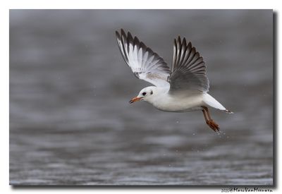Kokmeeuw - Black-headed Gull