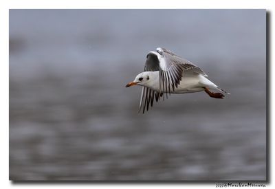 Kokmeeuw - Black-headed Gull