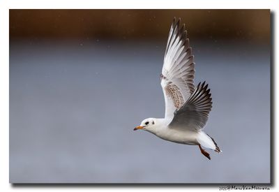 Kokmeeuw - Black-headed Gull